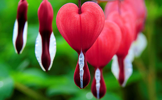 Hangman game - 10 beautiful flowers