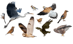 Download CBSE Class 3 Science Birds - Worksheet #1