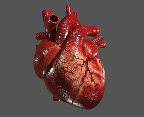 25 Amazing facts about the human heart