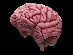 25 Amazing facts about the human brain