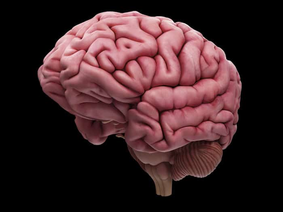 Amazing facts about the human brain