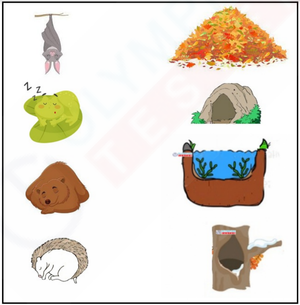 Where Do Animals Hibernate? Matching Worksheet for Kindergarten