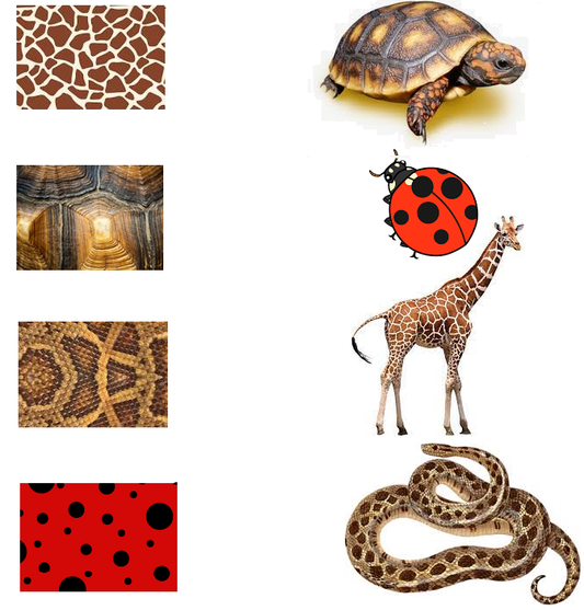 Download free kindergarten worksheet on animals. This worksheet for kindergarten is on animal body coverings.