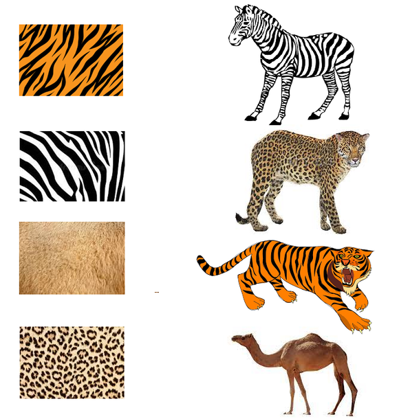 Download Kindergarten worksheet on animals for free. This worksheet for kindergarten is about. animal skin covering and is in printable PDF form