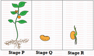 NSO Sample Test on Plants for Class 2