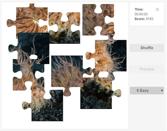 Online jigsaw puzzle - Hairy frogfish