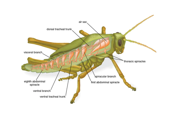 Class 7 Science - Respiration in organisms - Worksheet #6