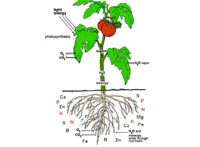 Class 7 Science - Plant nutrition - Worksheet #9