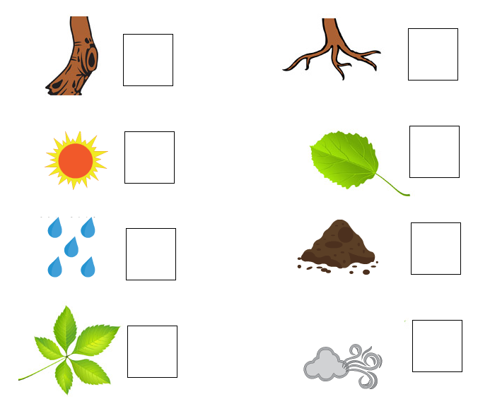 Free Kindergarten Worksheets - Plants 14 | Olympiad tester