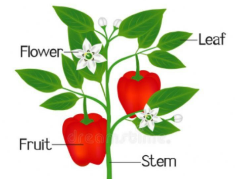CBSE Class 5 Science HOTS worksheets - Plants 23