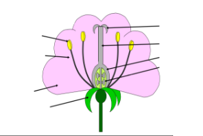 CBSE Class 5 Science HOTS worksheets - Plants 21