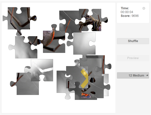 Online jigsaw puzzles - Animals - Arachnids - Black widow