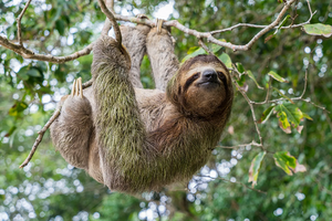 15 Interesting facts about Sloths