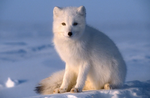 20 Amazing facts about Arctic fox