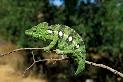 32 Amazing facts about chameleons