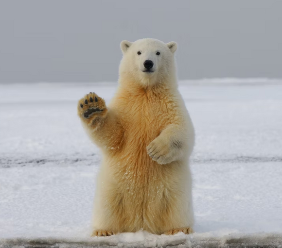 Amazing facts about Polar bears