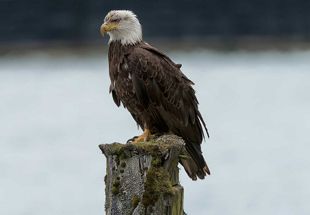 Amazing facts about the "Bald Eagle"
