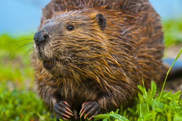 15 Fascinating facts abour beavers