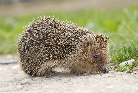 Top 15 facts about hedgehogs