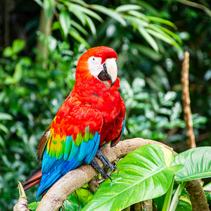 46 Amazing facts about parrots