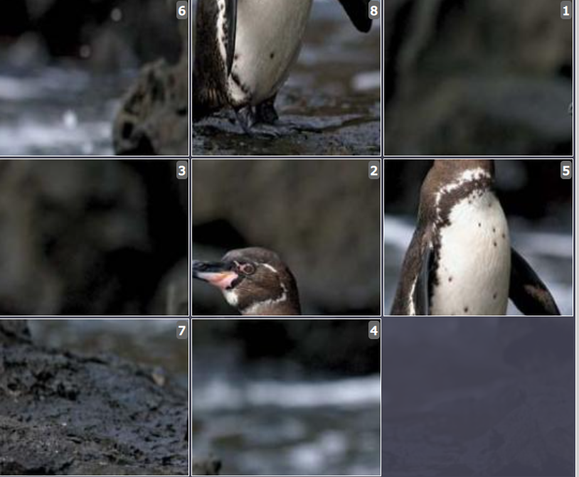 Online Sliding puzzle for kids - Galápagos Penguin