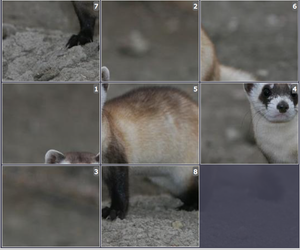 Online Sliding puzzle for kids- Black footed ferret