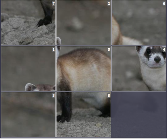 Online Brain games for kids - Sliding puzzle on Black footed ferret