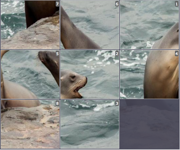 Online Sliding puzzle for kids - California Sea Lion - Olympiad tester