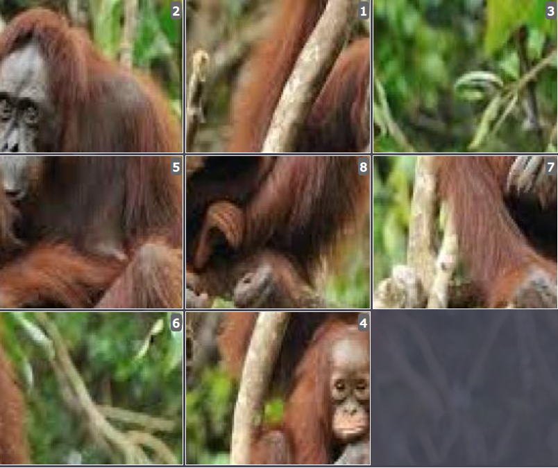 Online Sliding puzzle for kids - Bornean Orangutan