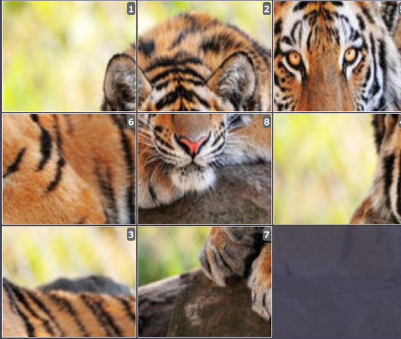 Online Brain games for kids - Sliding puzzle on South China Tiger