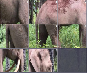Online Sliding puzzle - Borneo Pygmy Elephant