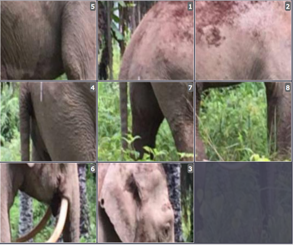 Online Brain games for kids - Sliding puzzle on Borneo Pygmy Elephant