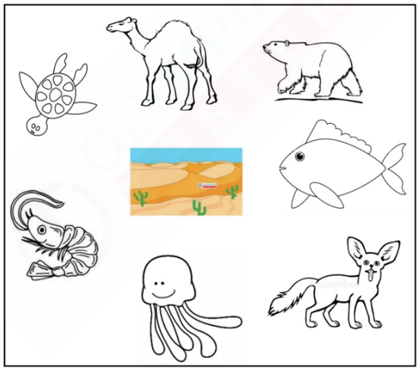 Match the Animals to the Sahara Desert | Olympiad tester