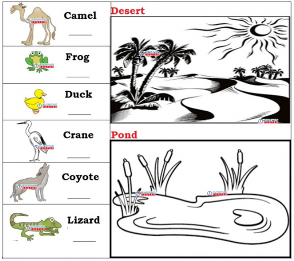 Worksheet: Match animals to their habitats. Frog and duck in pond, camel and coyote in desert, crane and lizard in pond and desert respectively