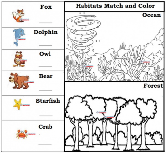 Free kindergarten worksheet: Match animals like Fox, Dolphin, Bear to their habitats - Forest or Ocean. Learn about unique habitats and cute creatures