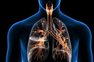 Respiratory System Word Search puzzle