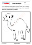 kindergarten camel tracing worksheet